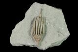 Fossil Crinoid (Macrocrinus) - Crawfordsville, Indiana #150430-1